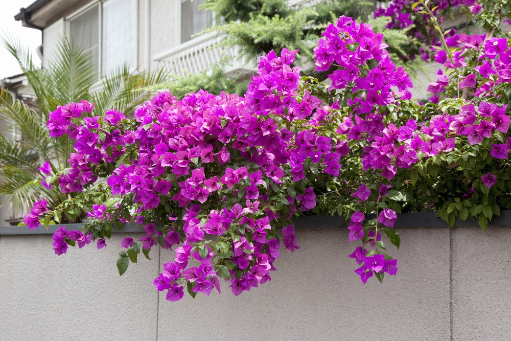 Bougainvillea lined roads of Cooke Town 