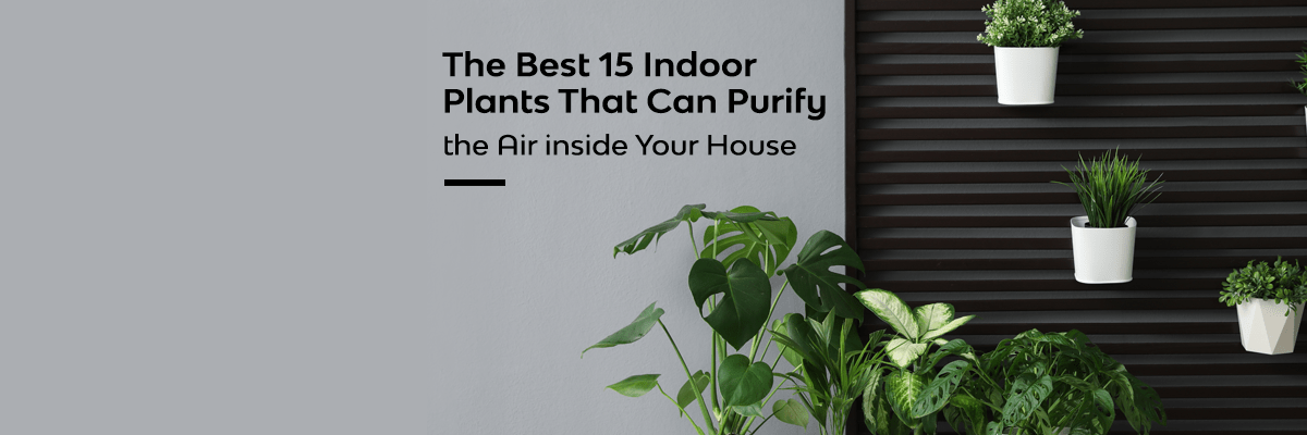 15 Indoor Air Purifying Plants That Every House Needs 2024   Plant 