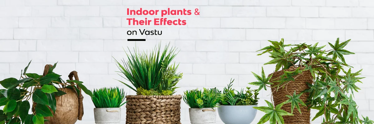 Indoor plants and Their Effects on Vastu