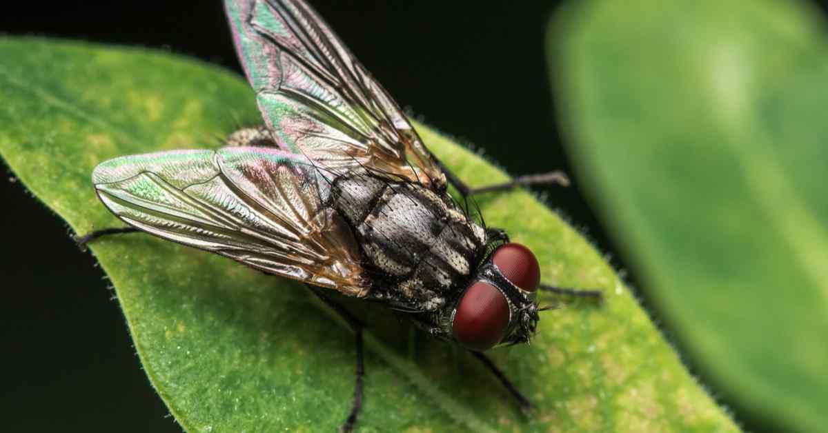 How to Get Rid of House Flies (Both Inside and Outside Your Home)