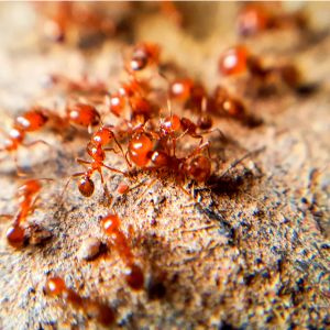 get rid of fire ants