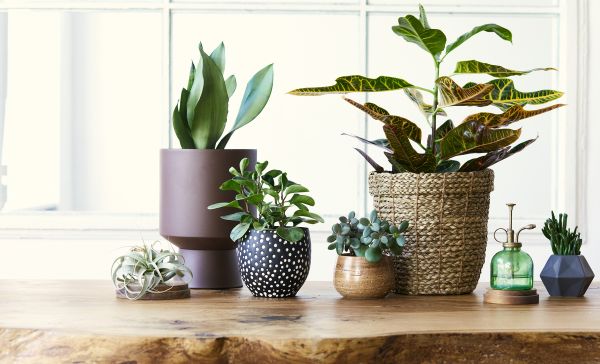 indoor flower pot ideas