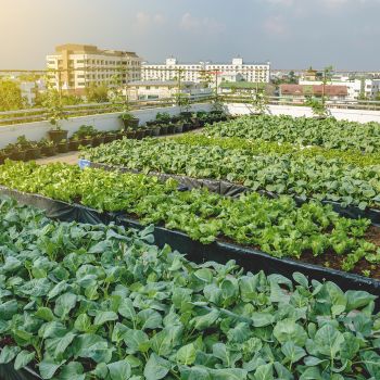 Rooftop Kitchen Garden Ideas