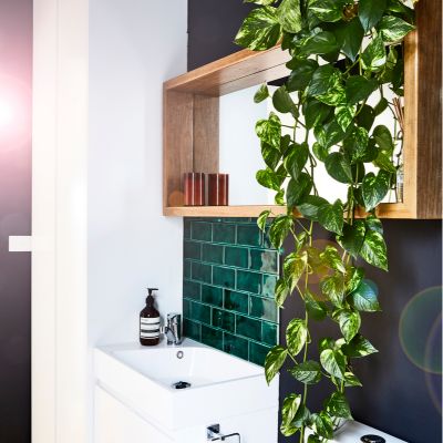 The Vastu Of Money Plant In The Bathroom 