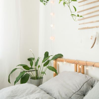 The Vastu Of Money Plant In The Bedroom 