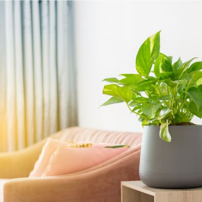 The Vastu Of Money Plant In The Living Room 