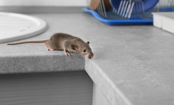 How to prepare for your next rat / mice control service?