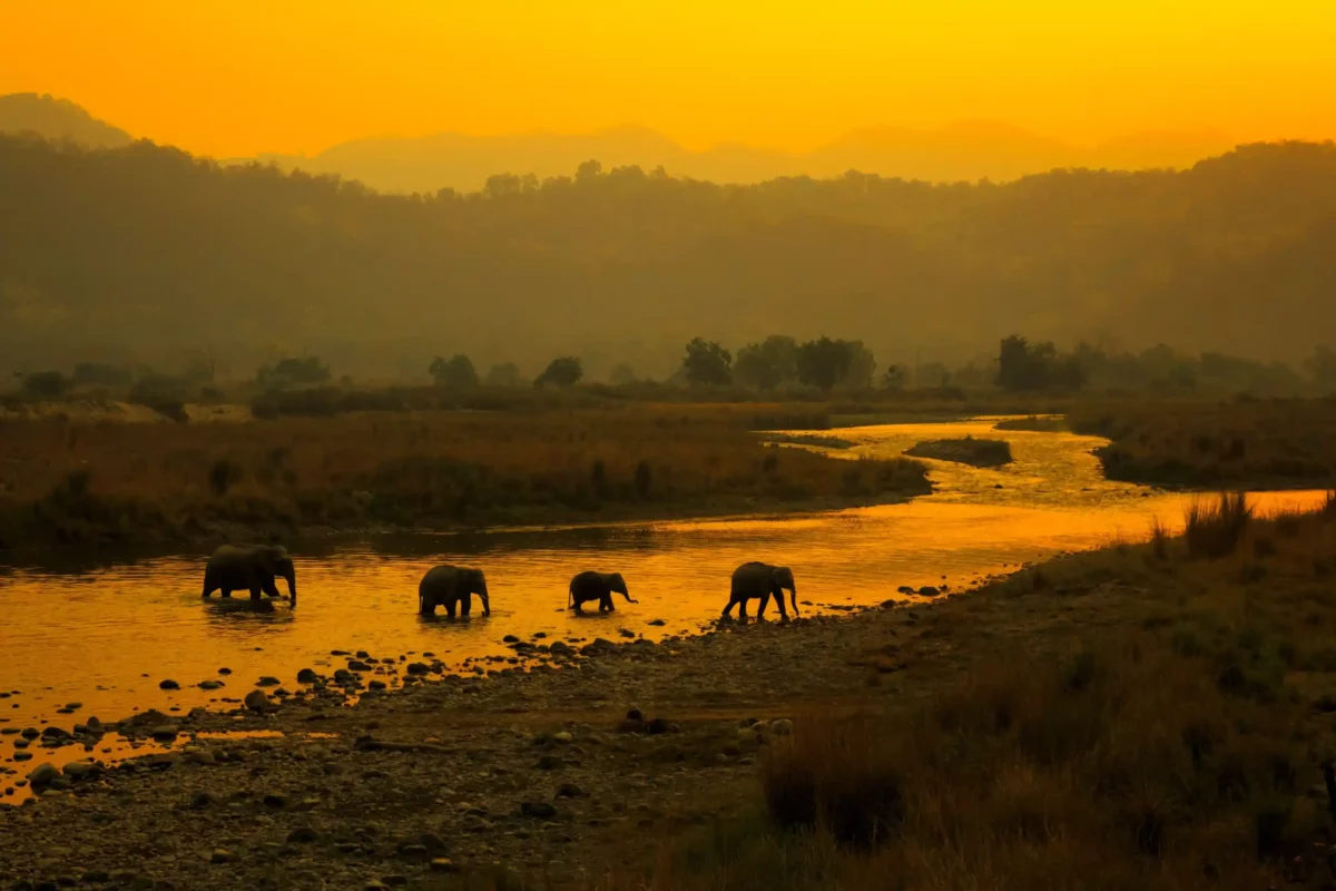 jim corbett national park a place to visit near gurugram