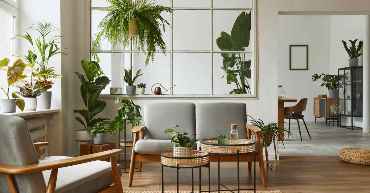 Best Living Room Indoor Plants that Every Home Needs