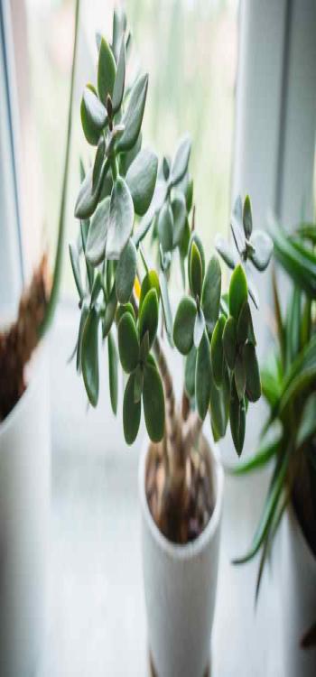 Indoor plants Vastu And Their Benefits