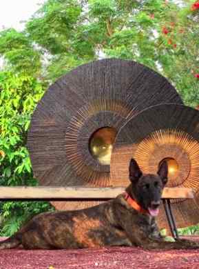 dog in the front yard of the MS Dhoni farmhouse