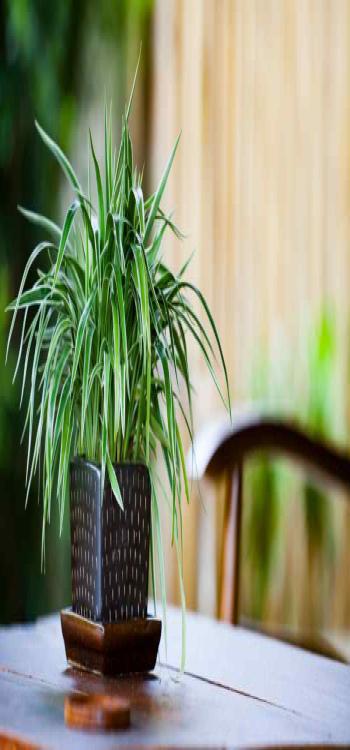 Indoor Plants for the Bedroom