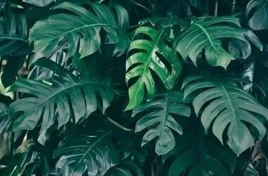 Monstera (Split leaf money plant)