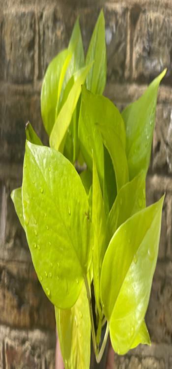 Neon Money plant