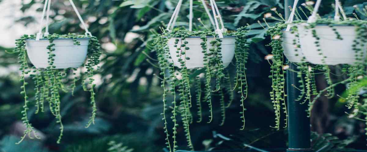  Indoor Succulent Plants