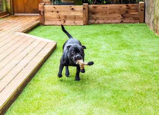 Artificial Grass