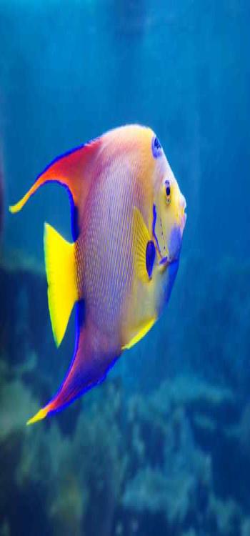 Angel Fish