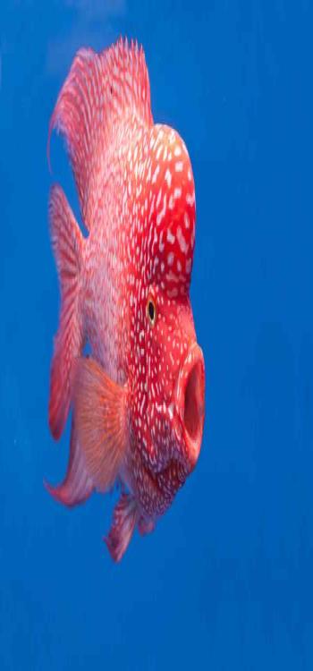 Flower Horn Fish