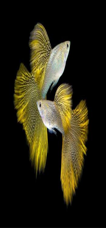 Platy Fish