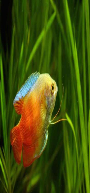 The Gourami