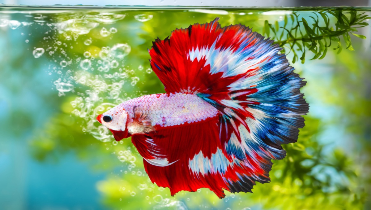 betta fish the lucky fish for home