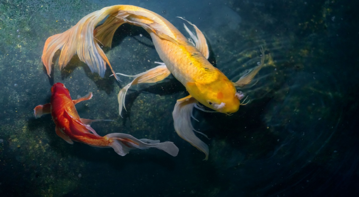 butterfly koi the lucky fish for home