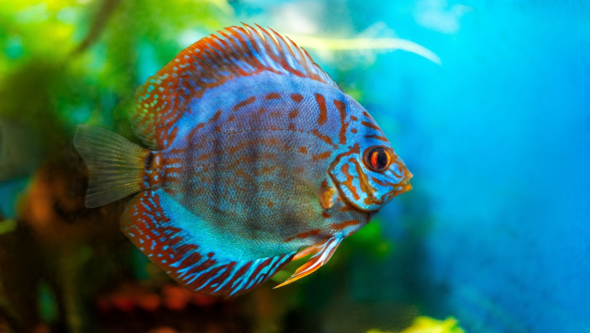 discus fish the lucky fish for home