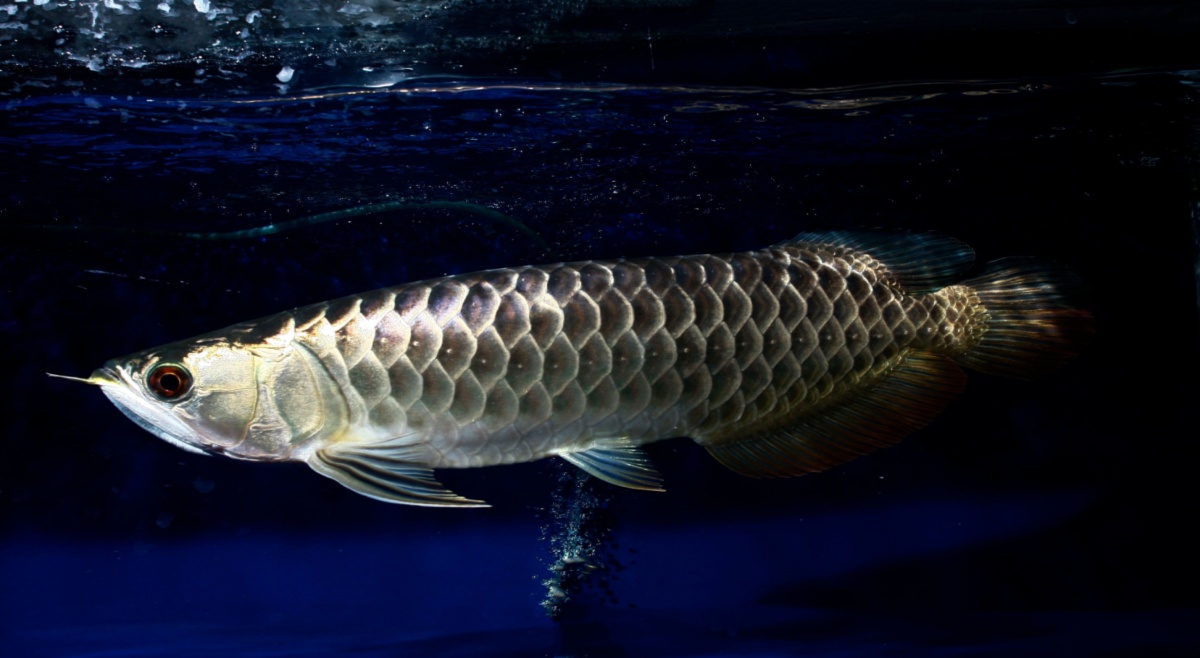 dragon fish arowana the lucky fish for home