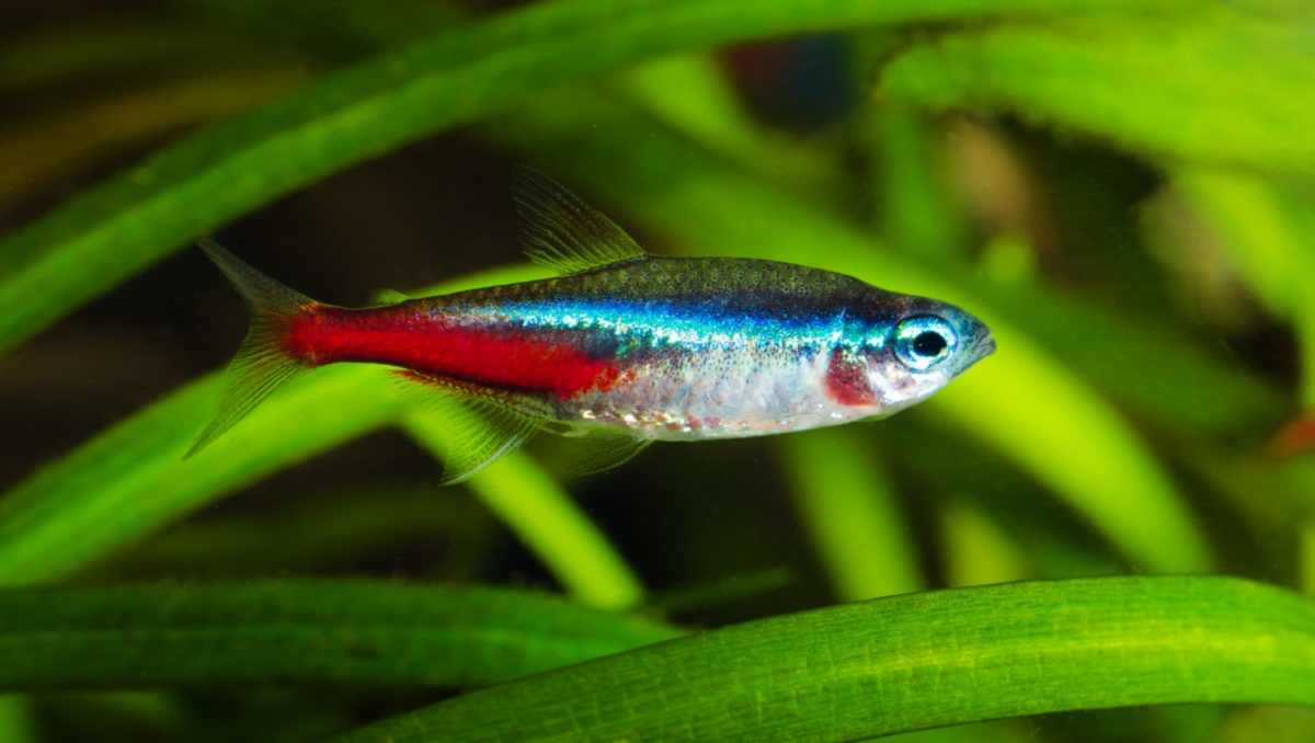 neon tetra the lucky fish for home