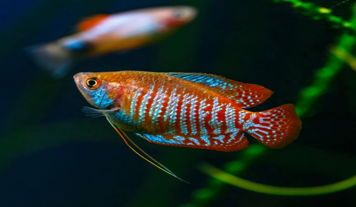 the gourami lucky fish for home