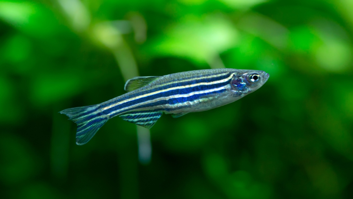 zebra danio the lucky fish for home