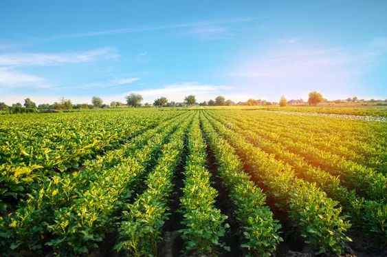 capital gain on sale of agricultural land