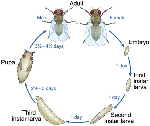 fruit fly life cycle