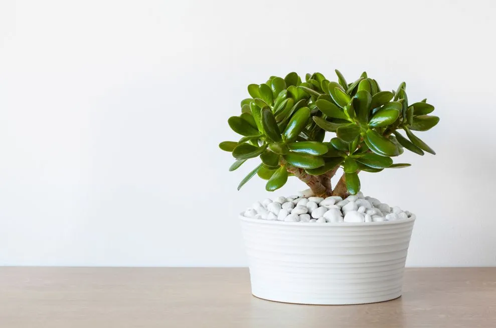 jade plant for office desk